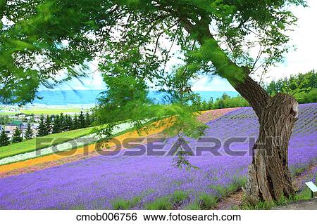 Lavender field, Hokkaido View Large Photo Image Stock Photograph - Lavender field, Hokkaido. Fotosearch