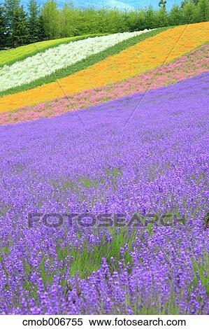 Lavender field, Hokkaido View Large Photo Image Stock Photography - Lavender field, Hokkaido. Fotosearch