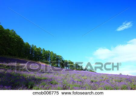 Lavender field, Hokkaido View Large Photo Image Stock Photography - Lavender field, Hokkaido. Fotosearch