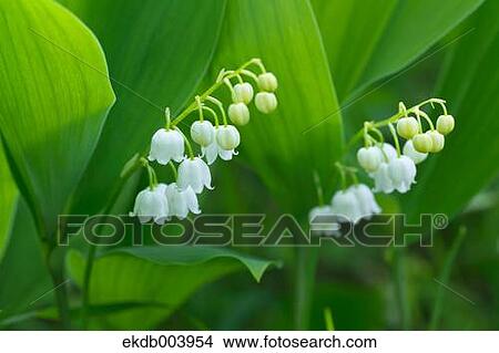 Picture - Lily of the valley flowers. Fotosearch