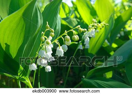 Stock Image - Lily of the valley flowers. Fotosearch