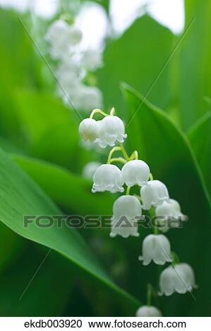 Lily of the valley flowers View Large Photo Image Stock Image - Lily of the valley flowers. Fotosearch