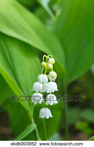 Stock Image - Lily of the valley flowers. Fotosearch
