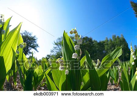 Stock Image - Lily of the valley flowers. Fotosearch