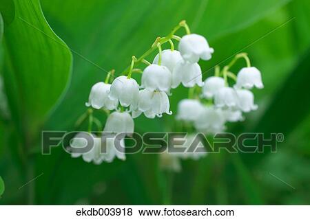 Lily of the valley flowers View Large Photo Image Stock Photo - Lily of the valley flowers. Fotosearch