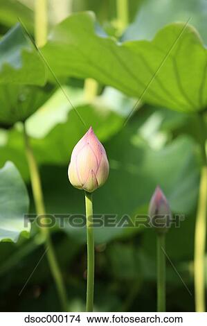Lotus flower View Large Photo Image Picture - Lotus flower. Fotosearch