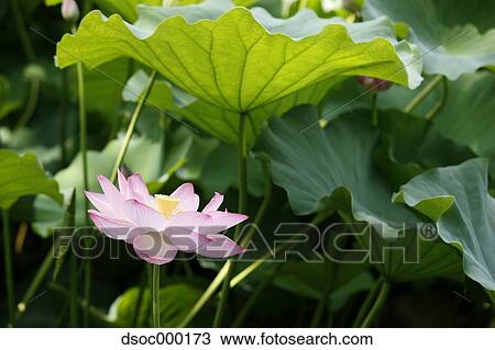 Lotus flower View Large Photo Image Stock Image - Lotus flower. Fotosearch