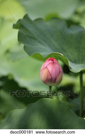 Lotus flower View Large Photo Image Stock Image - Lotus flower. Fotosearch
