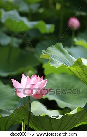 Lotus flower View Large Photo Image Stock Photography - Lotus flower. Fotosearch