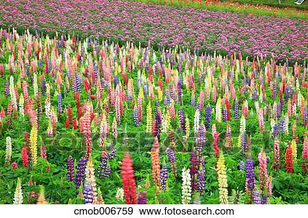 Stock Photo - Lupin field at Shikisai Hill, Hokkaido. Fotosearch