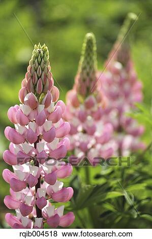 Lupine flowers View Large Photo Image Stock Photo - Lupine flowers. Fotosearch