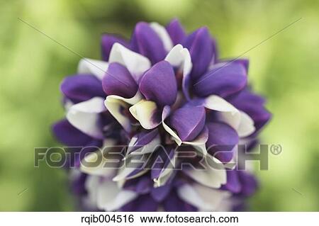 Stock Photograph - Lupine. Fotosearch