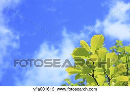 Magnolia leaves and blue sky with clouds View Large Photo Image Stock Image - Magnolia leaves and blue sky with clouds. Fotosearch