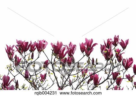 Magnolia View Large Photo Image Stock Image - Magnolia. Fotosearch