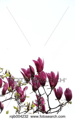 Magnolia View Large Photo Image Stock Image - Magnolia. Fotosearch