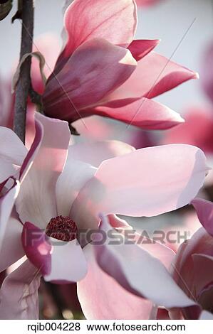 Stock Photo - Magnolia. Fotosearch
