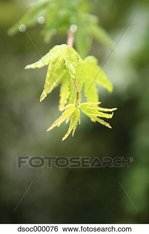 Maple leaves View Large Photo Image Stock Photograph - Maple leaves. Fotosearch