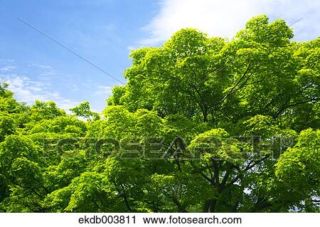 Maple trees and sky View Large Photo Image Stock Image - Maple trees and sky. Fotosearch