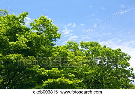 Maple trees and sky View Large Photo Image Stock Photography - Maple trees and sky. Fotosearch