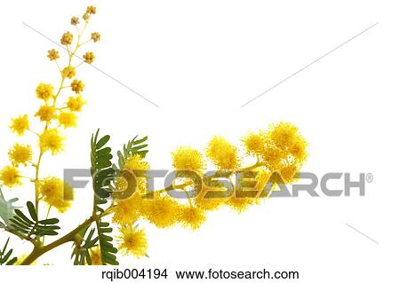 Picture - Mimosa. Fotosearch