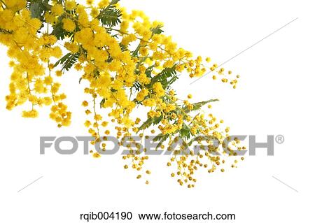 Mimosa View Large Photo Image Stock Image - Mimosa. Fotosearch