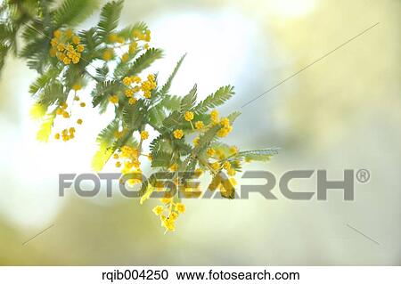 Mimosa View Large Photo Image Stock Image - Mimosa. Fotosearch