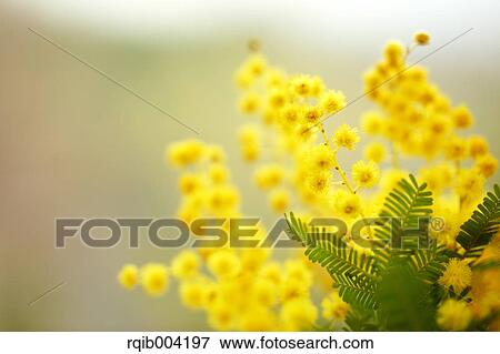 Stock Photo - Mimosa. Fotosearch