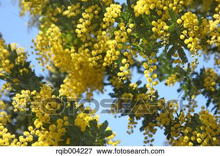 Stock Photo - Mimosa. Fotosearch