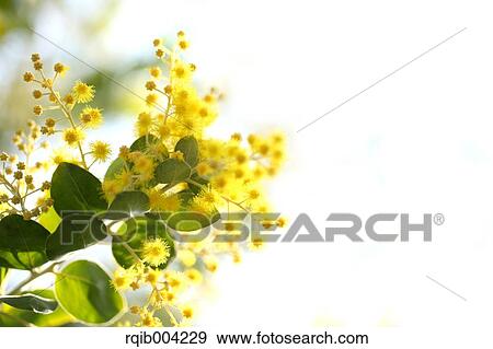 Mimosa View Large Photo Image Stock Photo - Mimosa. Fotosearch