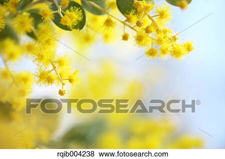 Mimosa View Large Photo Image Stock Photo - Mimosa. Fotosearch