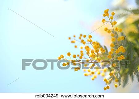 Mimosa View Large Photo Image Stock Photo - Mimosa. Fotosearch