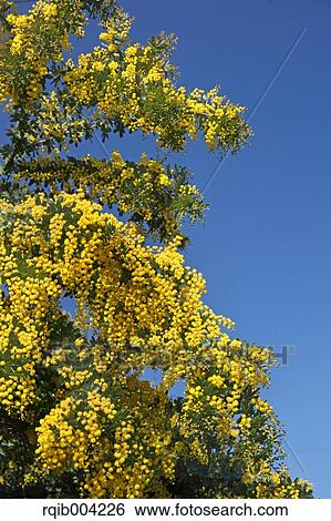 Mimosa View Large Photo Image Stock Photograph - Mimosa. Fotosearch