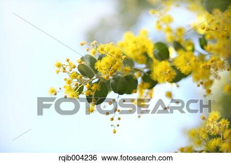 Stock Photograph - Mimosa. Fotosearch