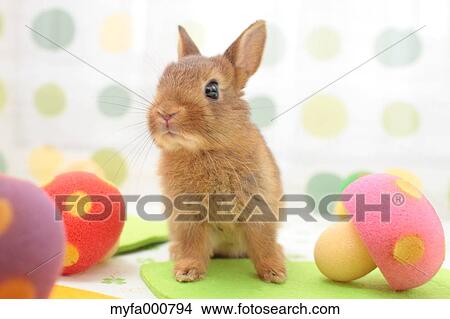 Mini rabbit View Large Photo Image Picture - Mini rabbit. Fotosearch