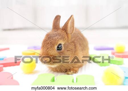 Picture - Mini rabbit. Fotosearch