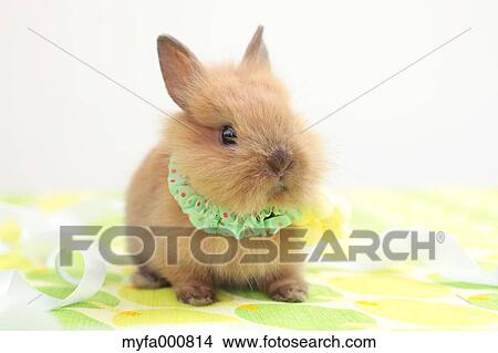 Mini rabbit View Large Photo Image Picture - Mini rabbit. Fotosearch