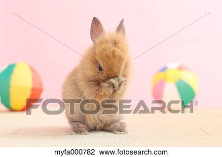 Mini rabbit View Large Photo Image Stock Image - Mini rabbit. Fotosearch
