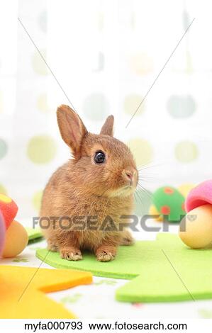 Stock Image - Mini rabbit. Fotosearch