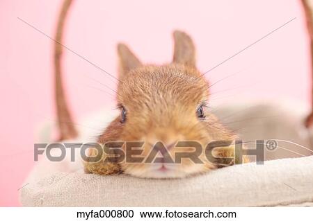 Mini rabbit View Large Photo Image Stock Image - Mini rabbit. Fotosearch