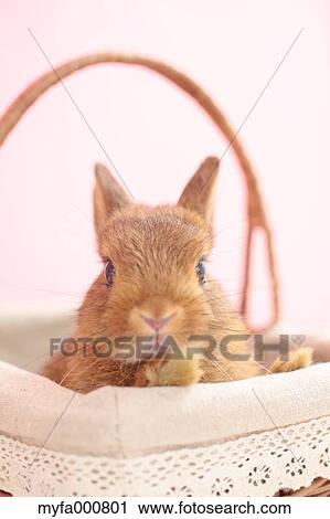 Mini rabbit View Large Photo Image Stock Image - Mini rabbit. Fotosearch