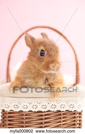Mini rabbit View Large Photo Image Stock Image - Mini rabbit. Fotosearch