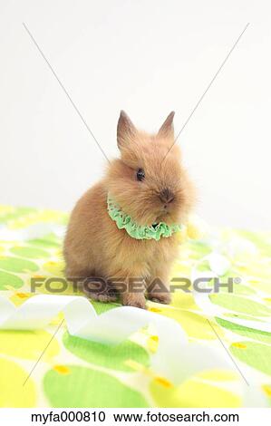 Mini rabbit View Large Photo Image Stock Image - Mini rabbit. Fotosearch