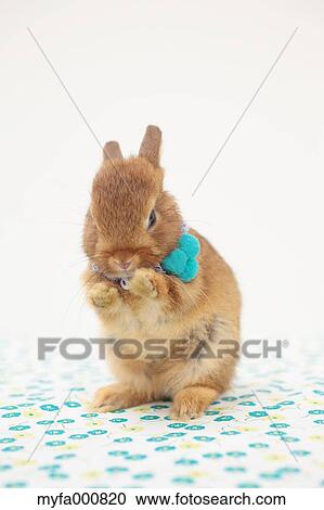 Mini rabbit View Large Photo Image Stock Image - Mini rabbit. Fotosearch