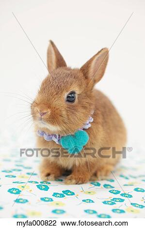 Mini rabbit View Large Photo Image Stock Image - Mini rabbit. Fotosearch