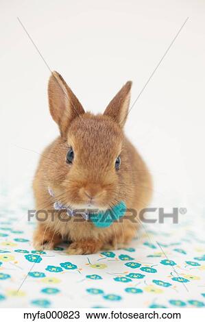 Mini rabbit View Large Photo Image Stock Image - Mini rabbit. Fotosearch