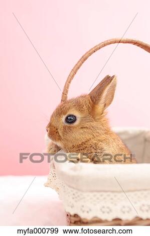 Mini rabbit View Large Photo Image Stock Photo - Mini rabbit. Fotosearch