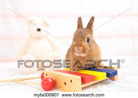 Mini rabbit View Large Photo Image Stock Photo - Mini rabbit. Fotosearch