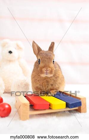 Mini rabbit View Large Photo Image Stock Photo - Mini rabbit. Fotosearch