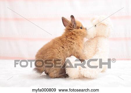 Mini rabbit View Large Photo Image Stock Photo - Mini rabbit. Fotosearch
