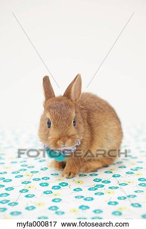 Stock Photo - Mini rabbit. Fotosearch